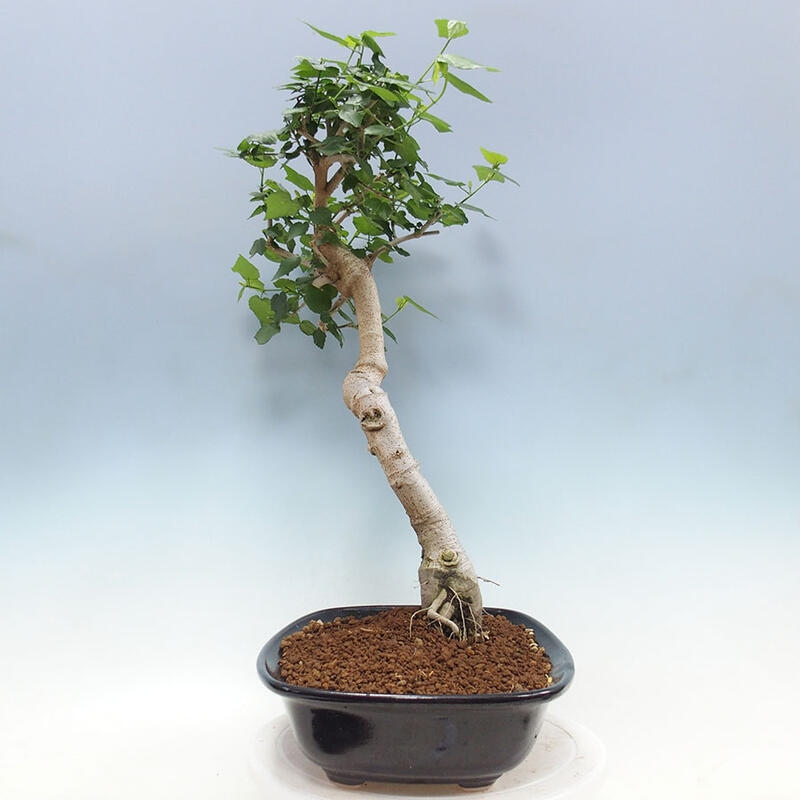 Bonsai voor binnen - Malvaviscus arboreus + boek SUISEKI Gratis