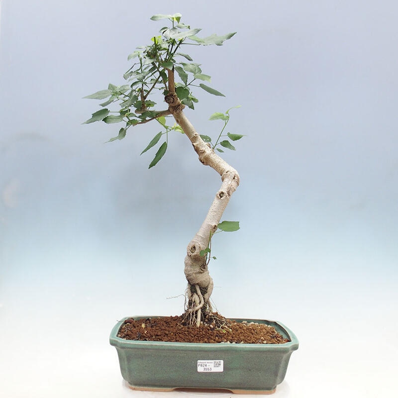 Bonsai voor binnen - Malvaviscus arboreus + boek SUISEKI Gratis