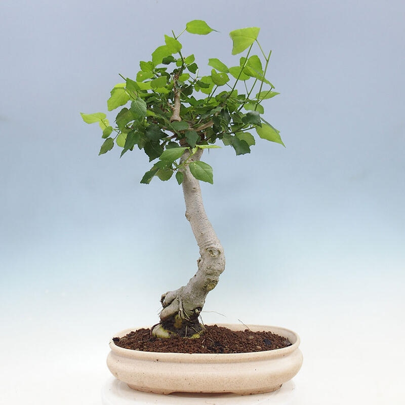 Bonsai voor binnen - Malvaviscus arboreus + boek SUISEKI Gratis
