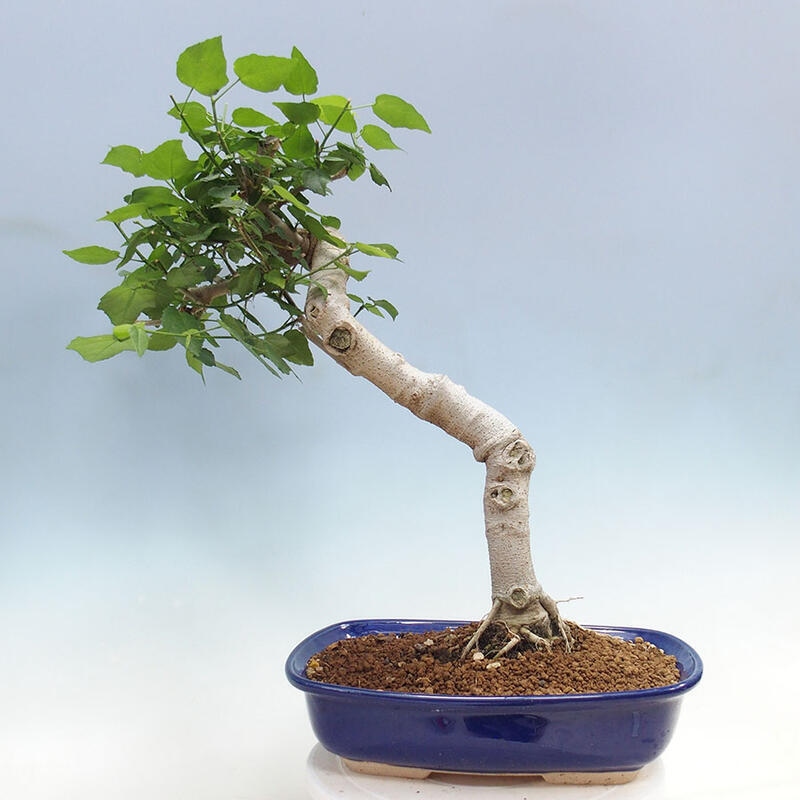 Bonsai voor binnen - Malvaviscus arboreus + boek SUISEKI Gratis
