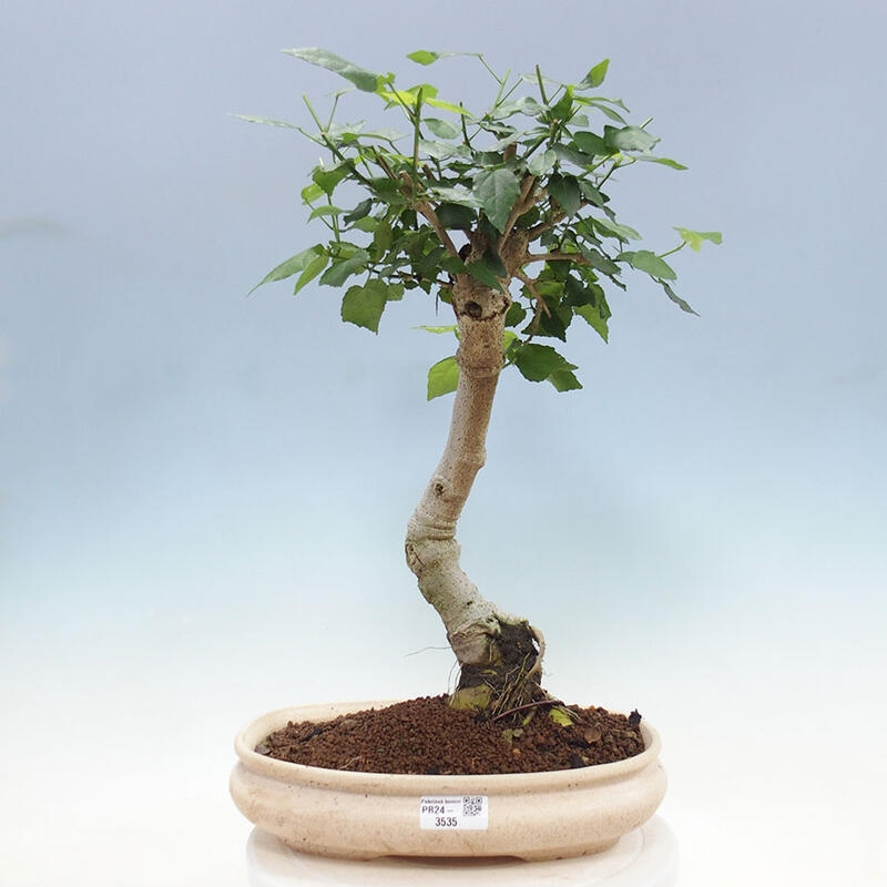 Bonsai voor binnen - Malvaviscus arboreus + boek SUISEKI Gratis