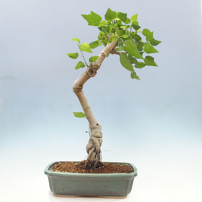 Bonsai voor binnen - Malvaviscus arboreus + boek SUISEKI Gratis