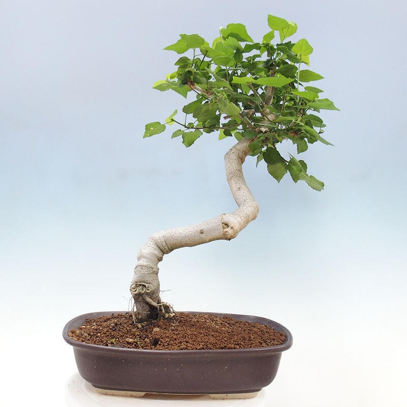 Bonsai voor binnen - Malvaviscus arboreus + boek SUISEKI Gratis