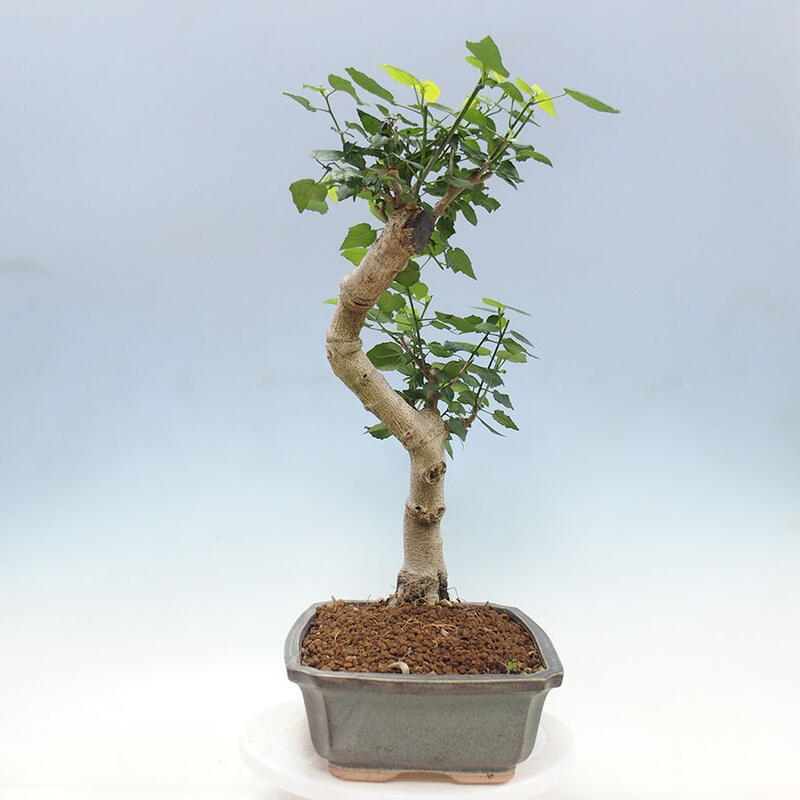 Bonsai voor binnen - Malvaviscus arboreus + boek SUISEKI Gratis