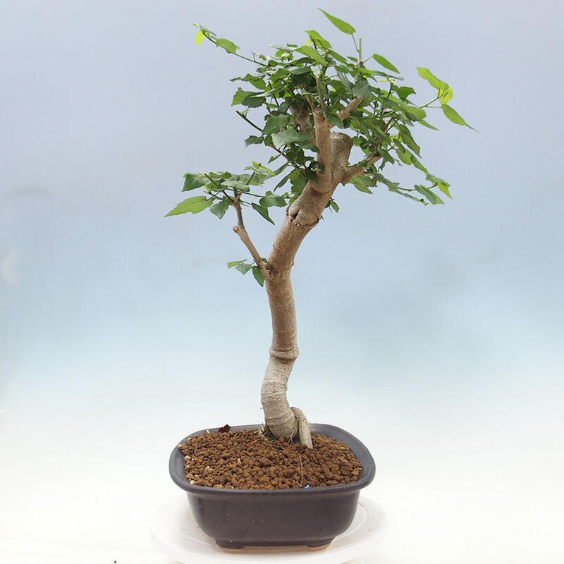 Bonsai voor binnen - Malvaviscus arboreus + boek SUISEKI Gratis