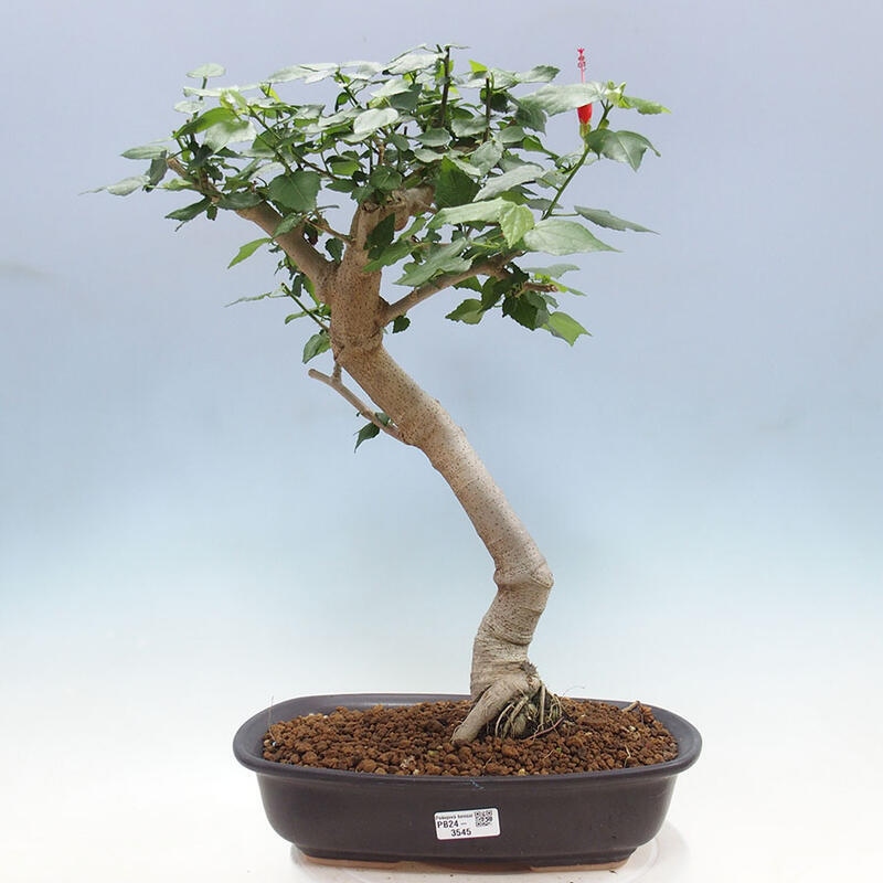 Bonsai voor binnen - Malvaviscus arboreus + boek SUISEKI Gratis
