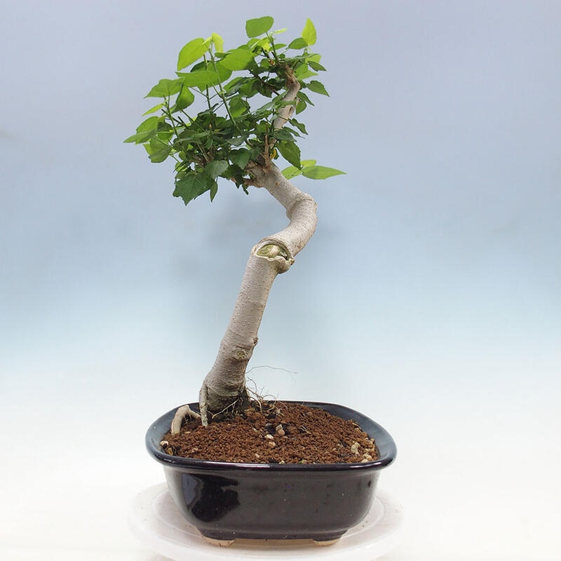 Bonsai voor binnen - Malvaviscus arboreus + boek SUISEKI Gratis