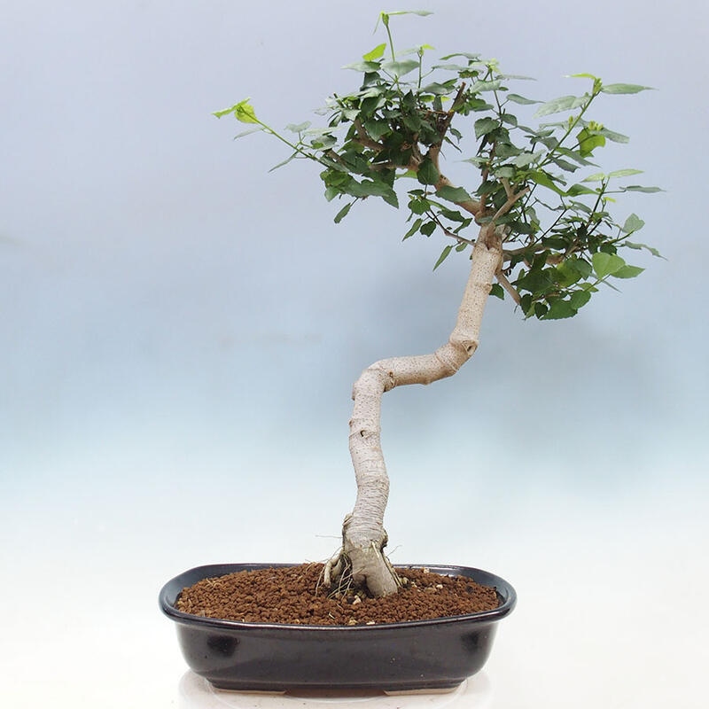 Bonsai voor binnen - Malvaviscus arboreus + boek SUISEKI Gratis