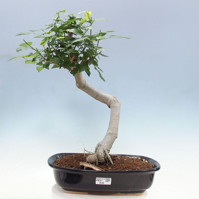 Bonsai voor binnen - Malvaviscus arboreus + boek SUISEKI Gratis