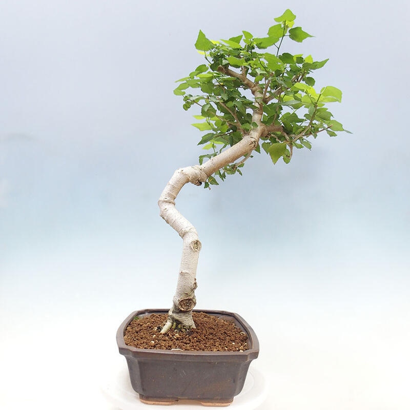 Bonsai voor binnen - Malvaviscus arboreus + boek SUISEKI Gratis