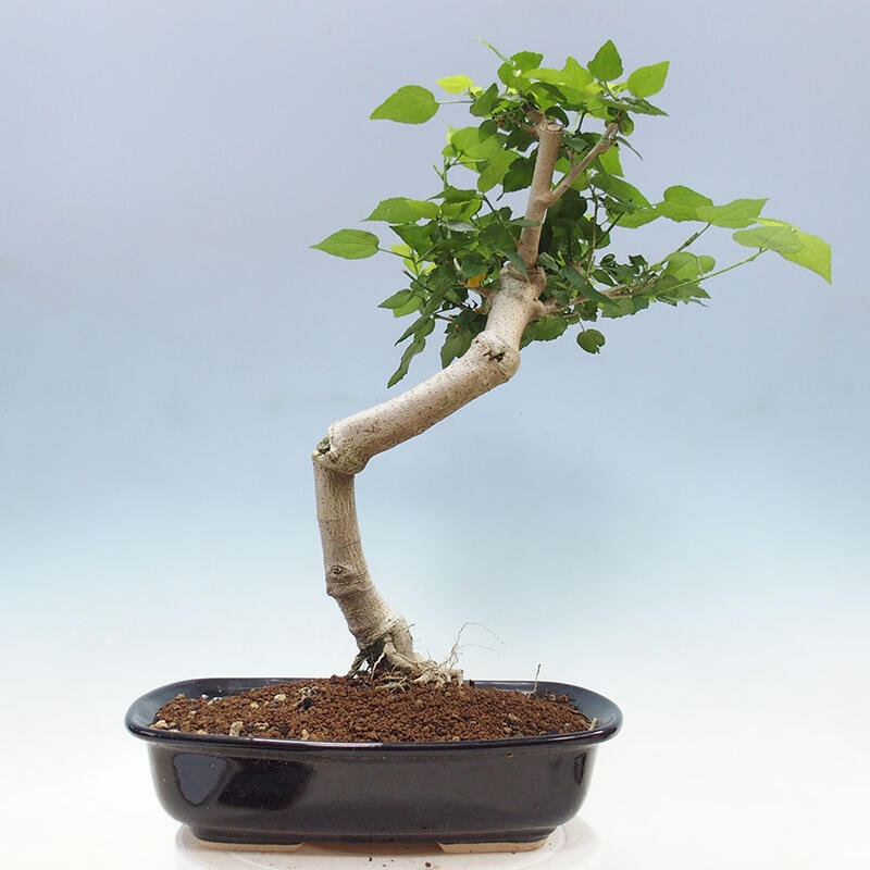 Bonsai voor binnen - Malvaviscus arboreus + boek SUISEKI Gratis