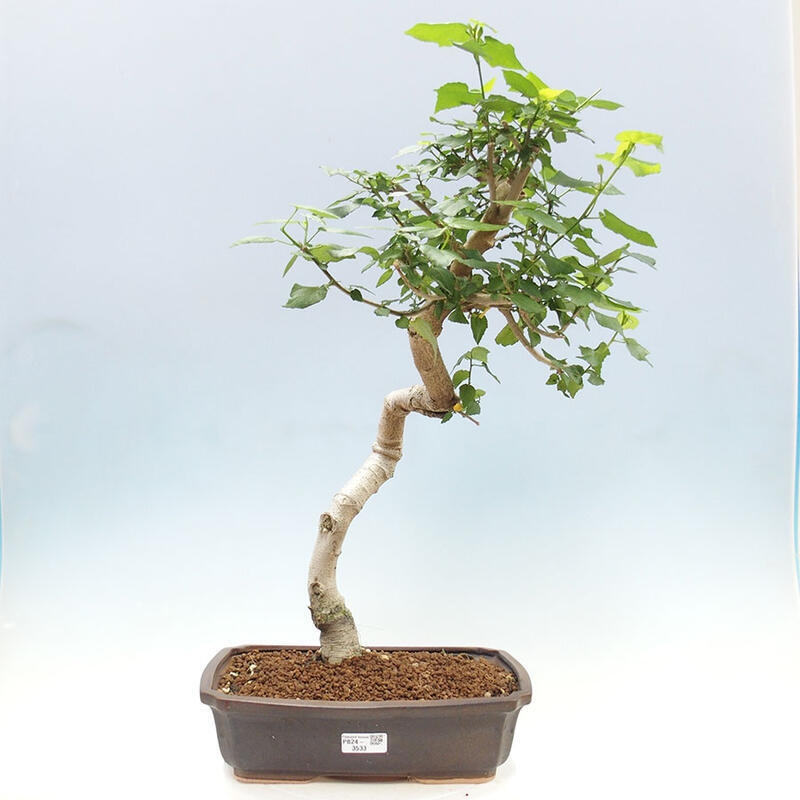 Bonsai voor binnen - Malvaviscus arboreus + boek SUISEKI Gratis