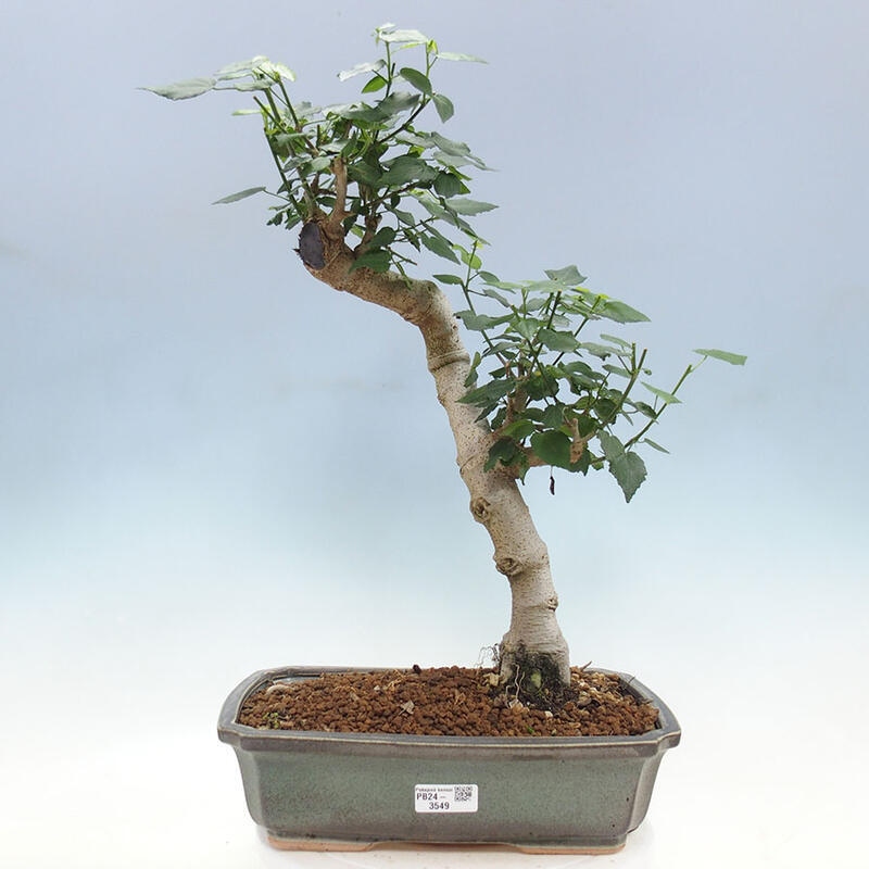Bonsai voor binnen - Malvaviscus arboreus + boek SUISEKI Gratis