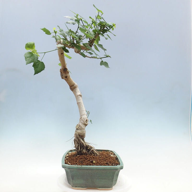 Bonsai voor binnen - Malvaviscus arboreus + boek SUISEKI Gratis