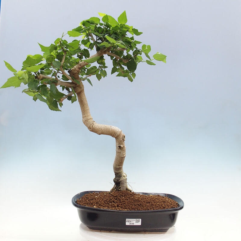 Bonsai voor binnen - Malvaviscus arboreus + boek SUISEKI Gratis