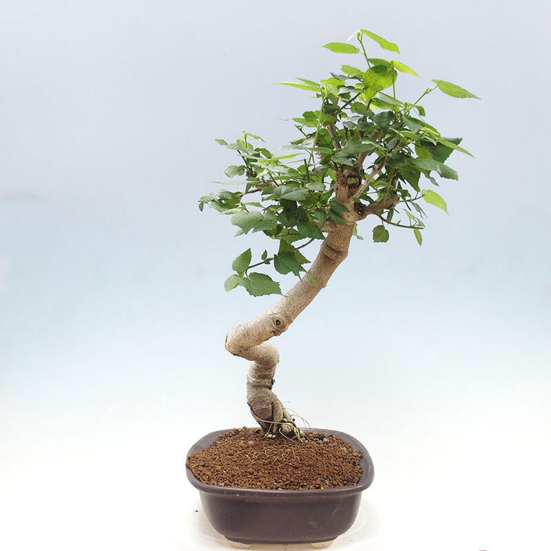 Bonsai voor binnen - Malvaviscus arboreus + boek SUISEKI Gratis