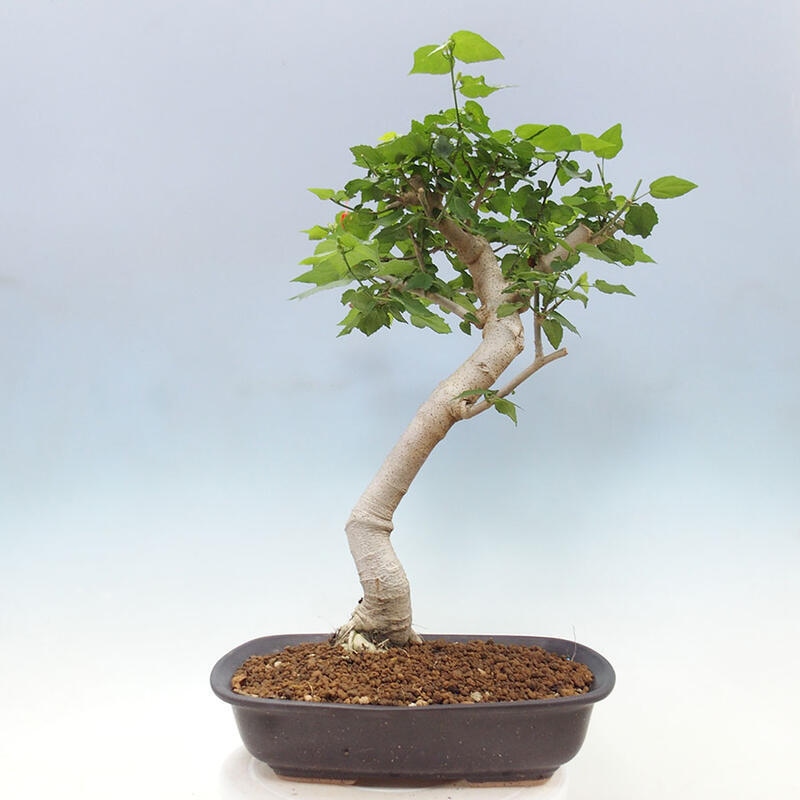 Bonsai voor binnen - Malvaviscus arboreus + boek SUISEKI Gratis