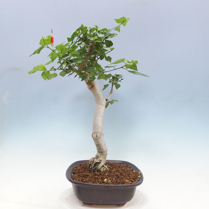 Bonsai voor binnen - Malvaviscus arboreus + boek SUISEKI Gratis