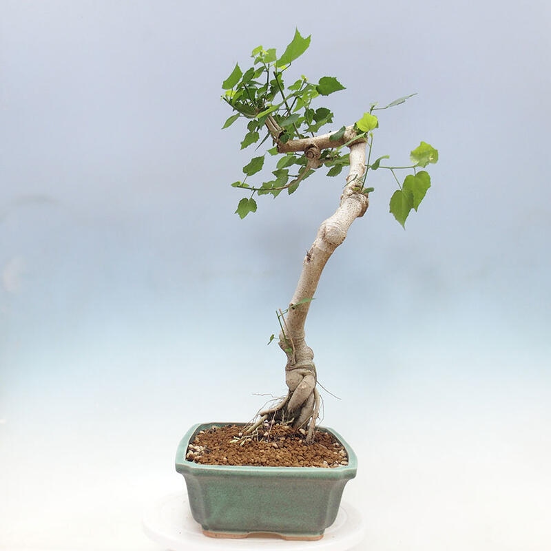 Bonsai voor binnen - Malvaviscus arboreus + boek SUISEKI Gratis
