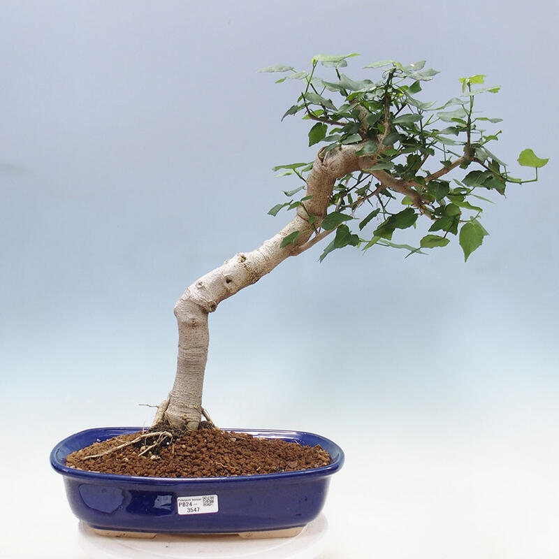 Bonsai voor binnen - Malvaviscus arboreus + boek SUISEKI Gratis
