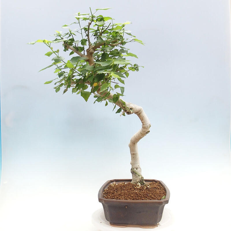 Bonsai voor binnen - Malvaviscus arboreus + boek SUISEKI Gratis
