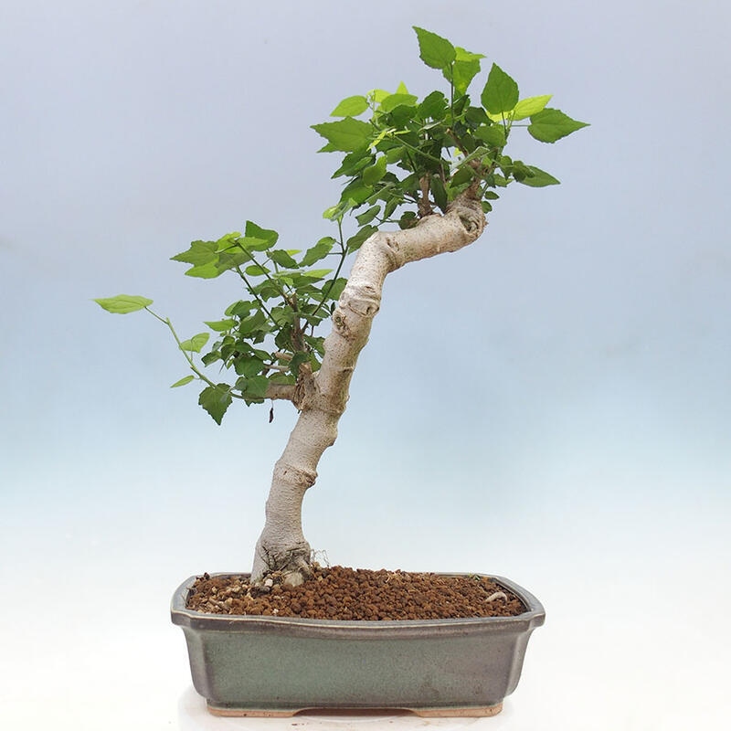 Bonsai voor binnen - Malvaviscus arboreus + boek SUISEKI Gratis