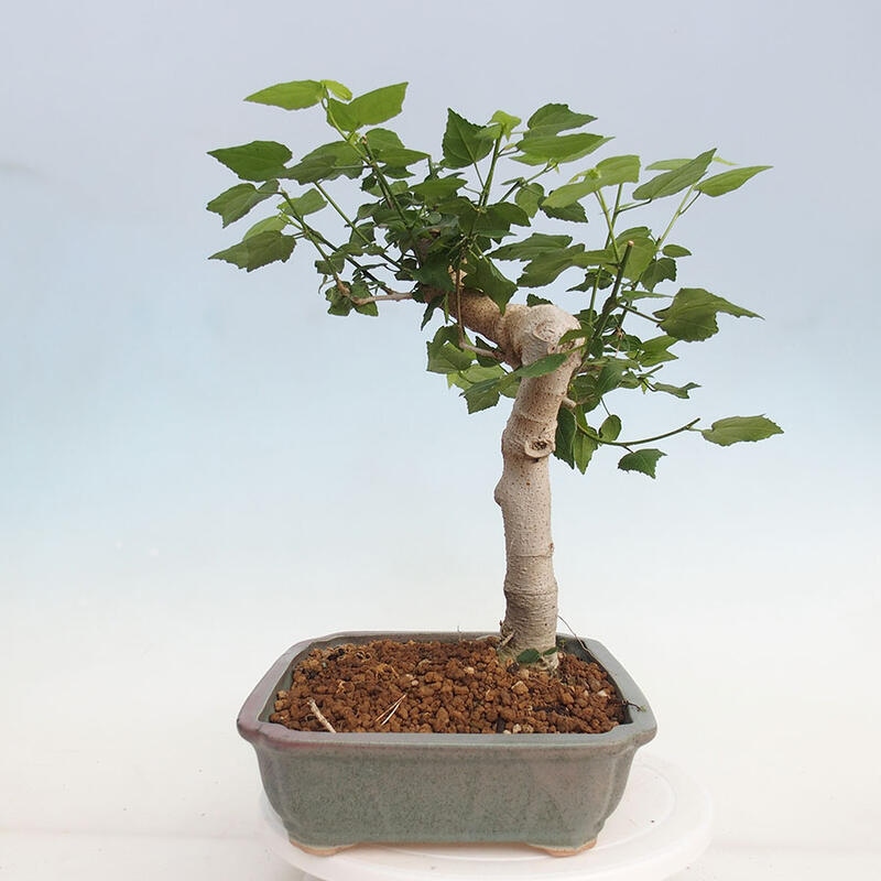 Bonsai voor binnen - Malvaviscus arboreus