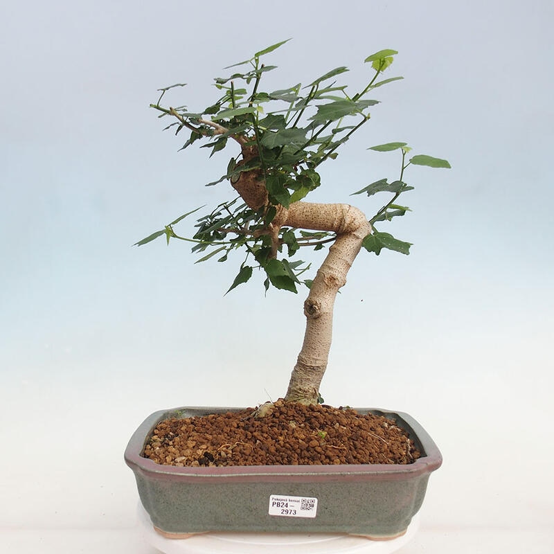 Bonsai voor binnen - Malvaviscus arboreus