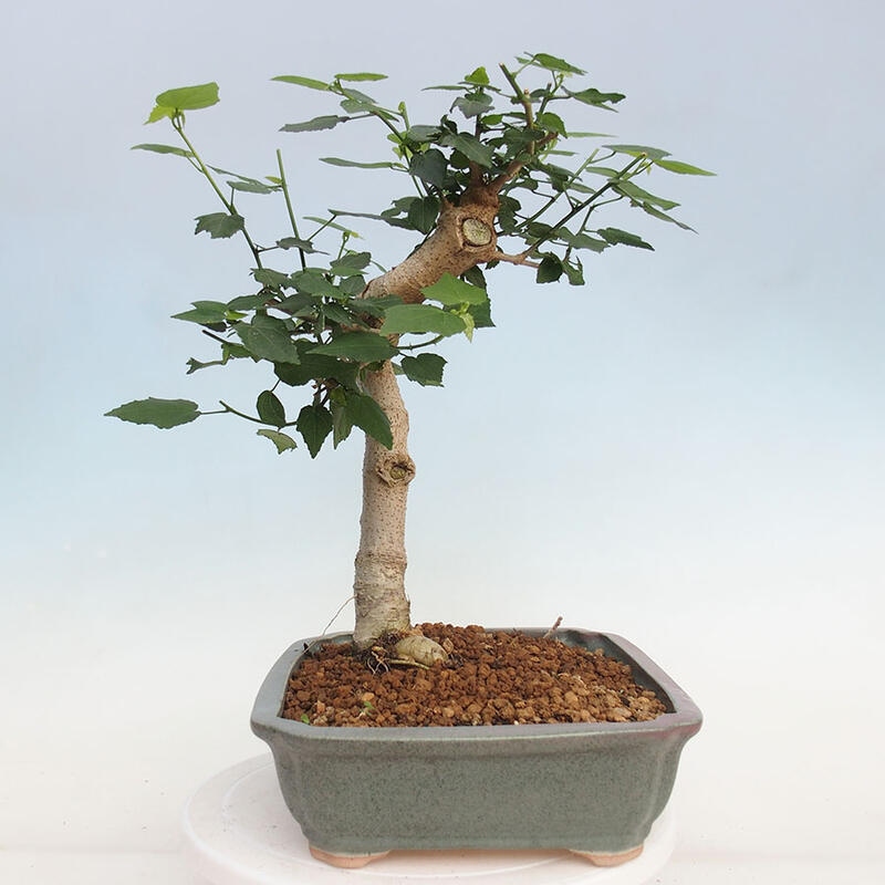 Bonsai voor binnen - Malvaviscus arboreus