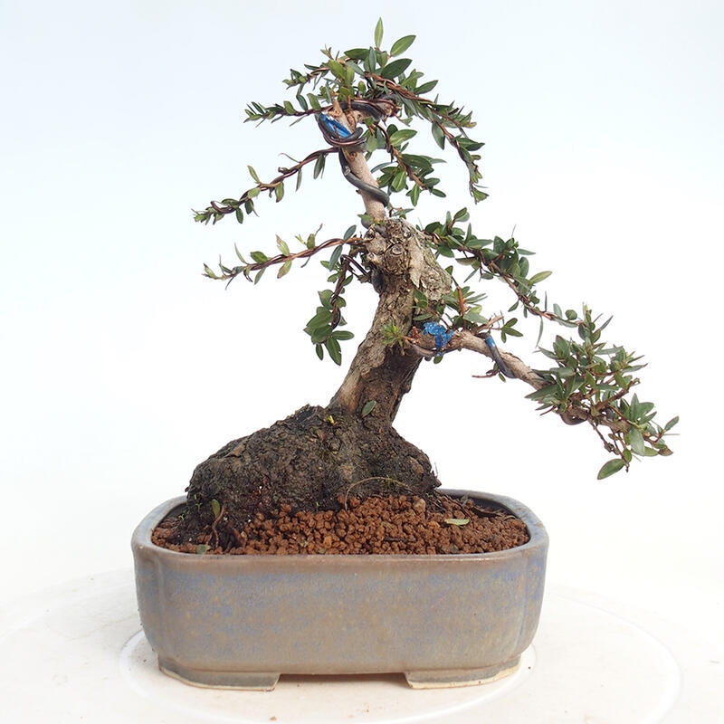 Kamerbonsai - Myrtus communis - Mirte