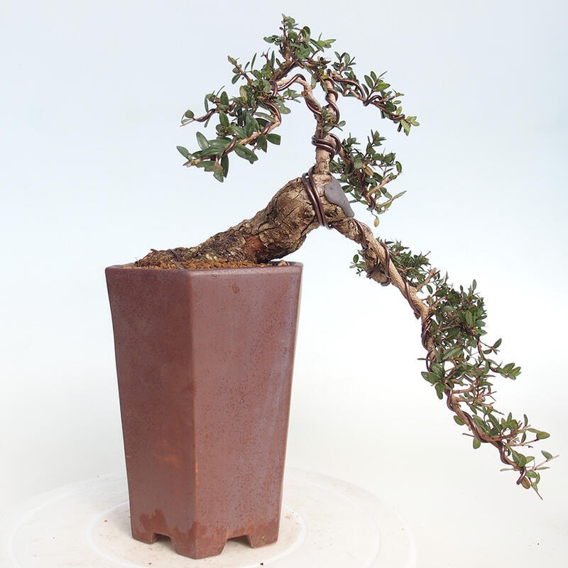 Kamerbonsai - Myrtus communis - Mirte