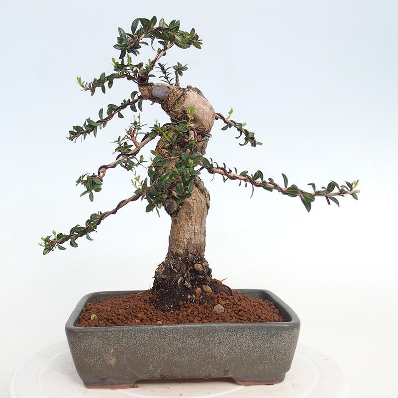 Kamerbonsai - Myrtus communis - Mirte