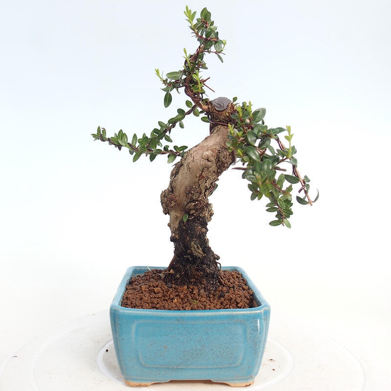 Kamerbonsai - Myrtus communis - Mirte