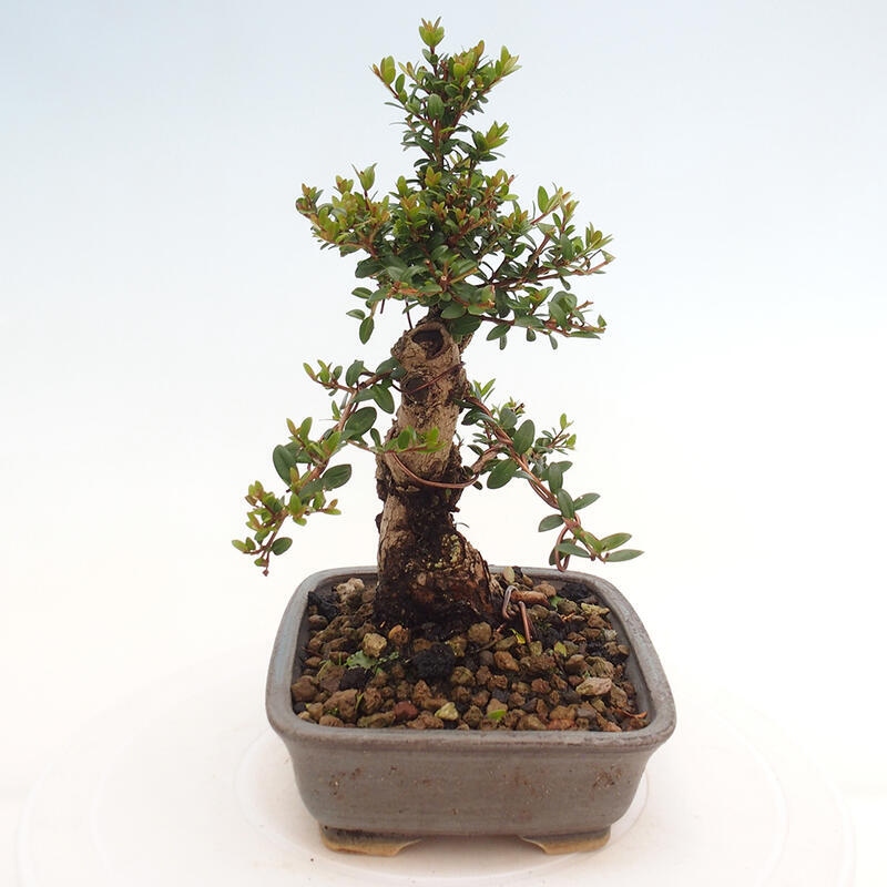 Kamerbonsai - Myrtus communis - Mirte