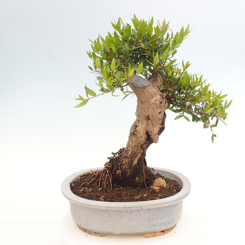 Kamerbonsai - Myrtus communis - Mirte