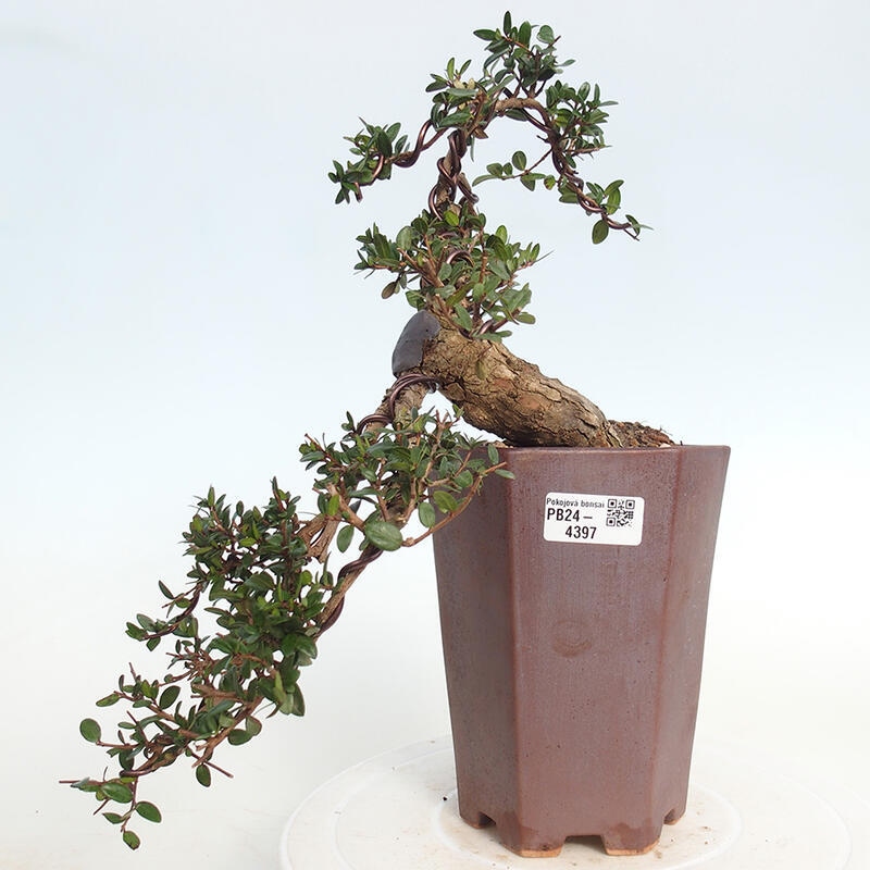 Kamerbonsai - Myrtus communis - Mirte