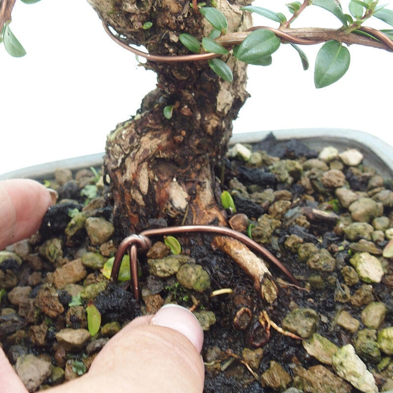 Kamerbonsai - Myrtus communis - Mirte