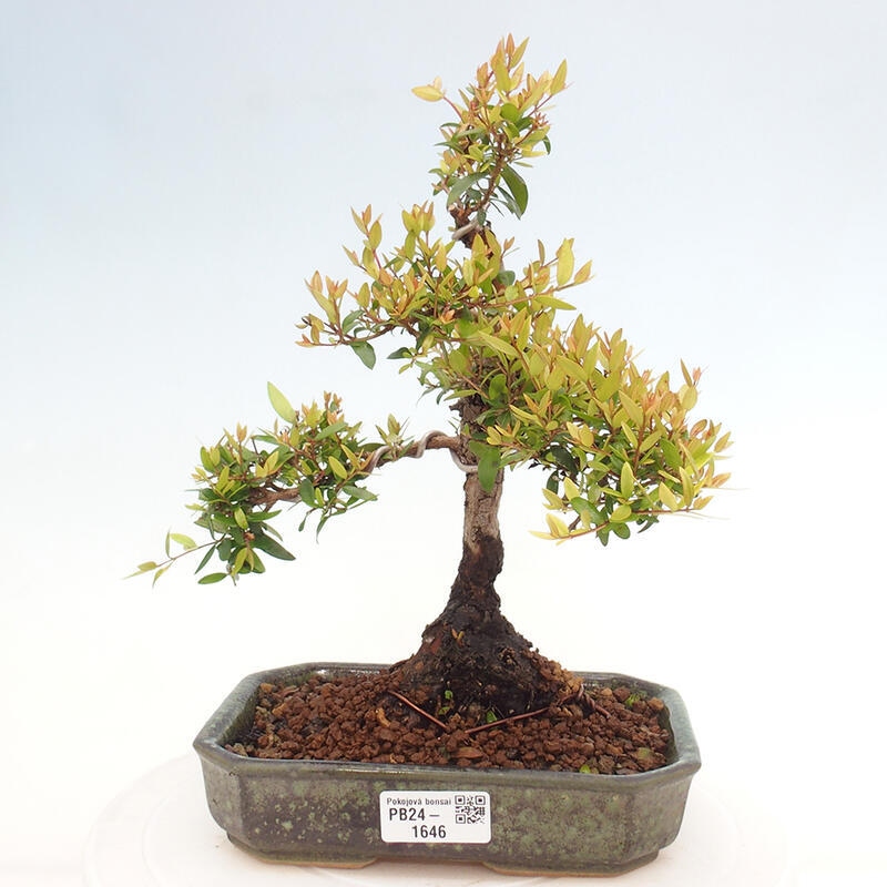 Kamerbonsai - Myrtus communis - Mirte
