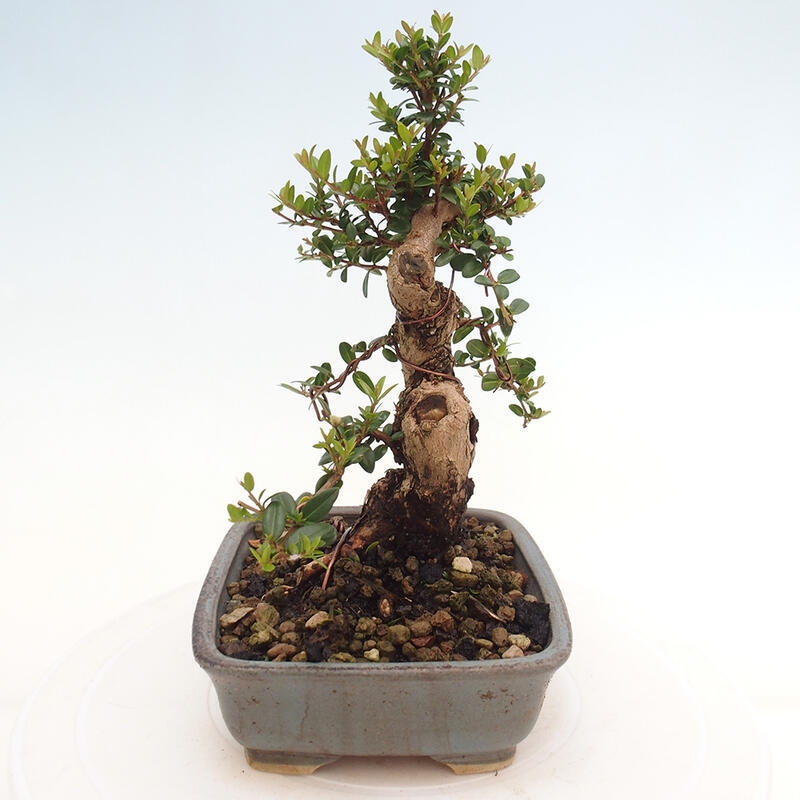 Kamerbonsai - Myrtus communis - Mirte