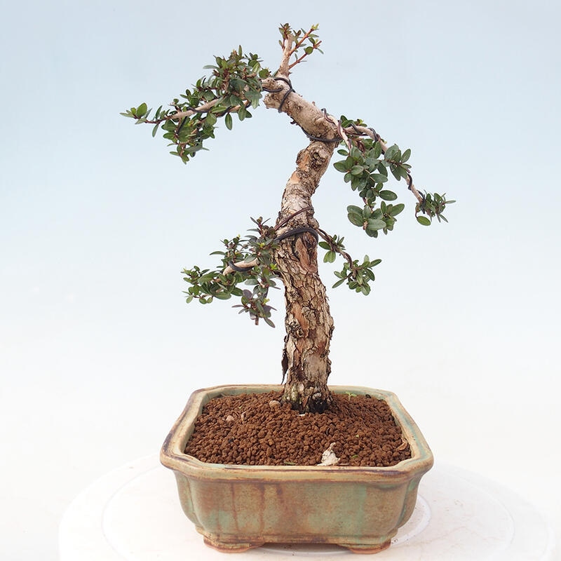 Kamerbonsai - Myrtus communis - Mirte