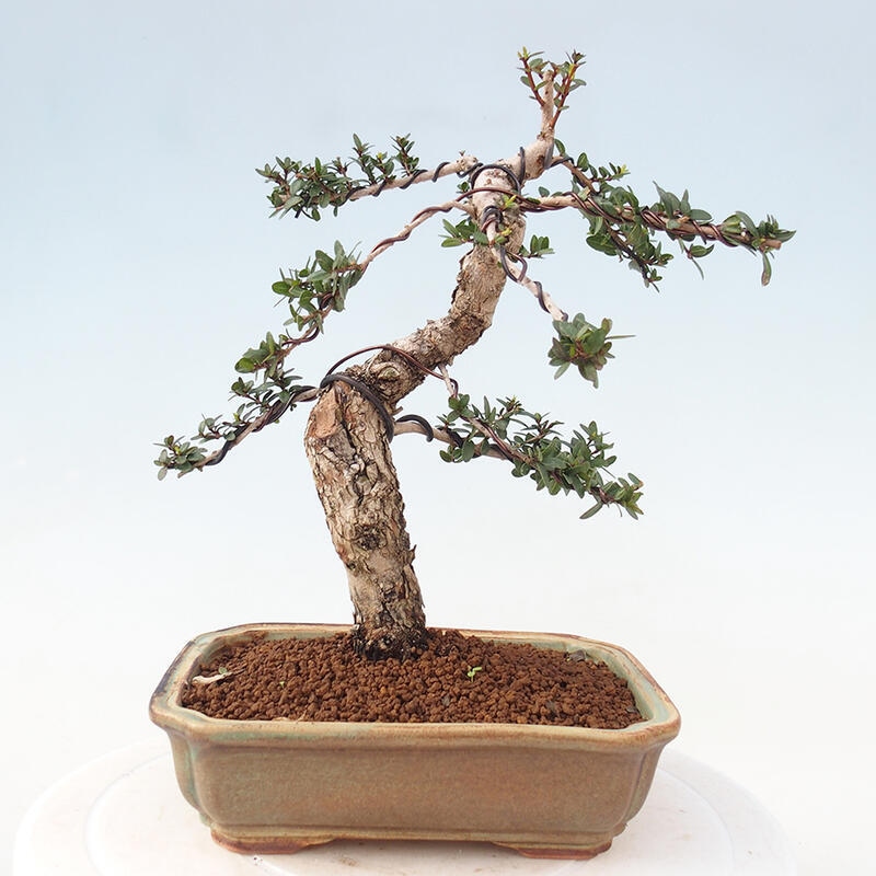 Kamerbonsai - Myrtus communis - Mirte