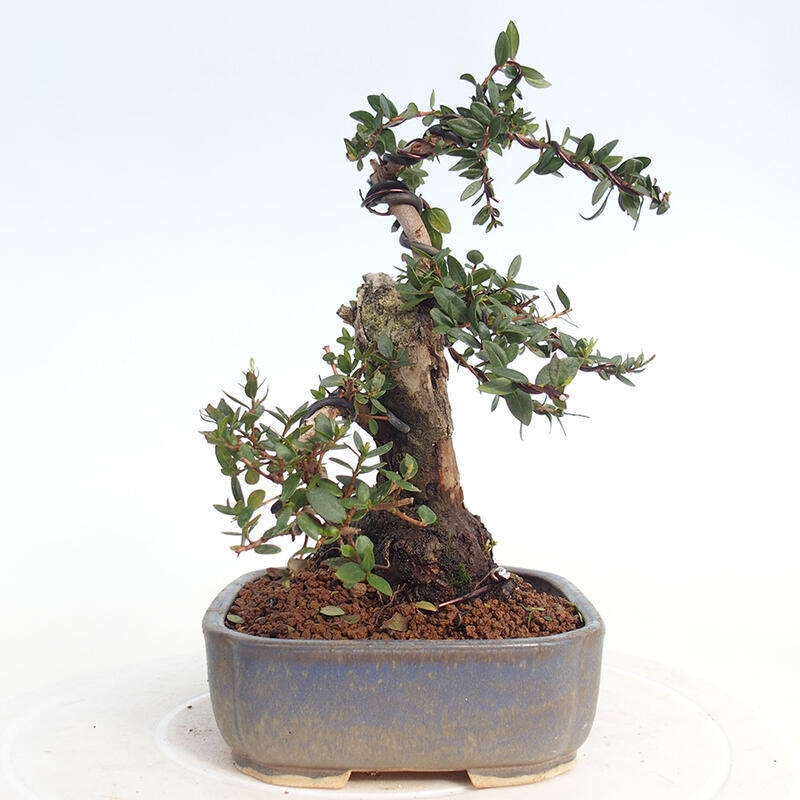 Kamerbonsai - Myrtus communis - Mirte