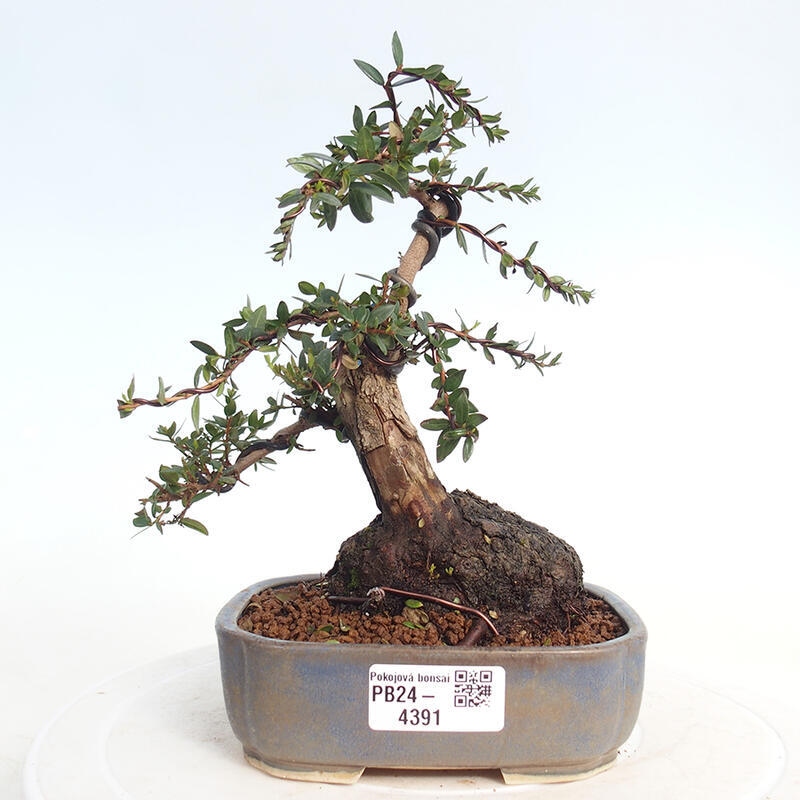 Kamerbonsai - Myrtus communis - Mirte