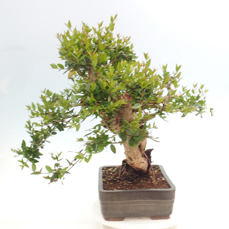 Kamerbonsai - Myrtus communis - Mirte