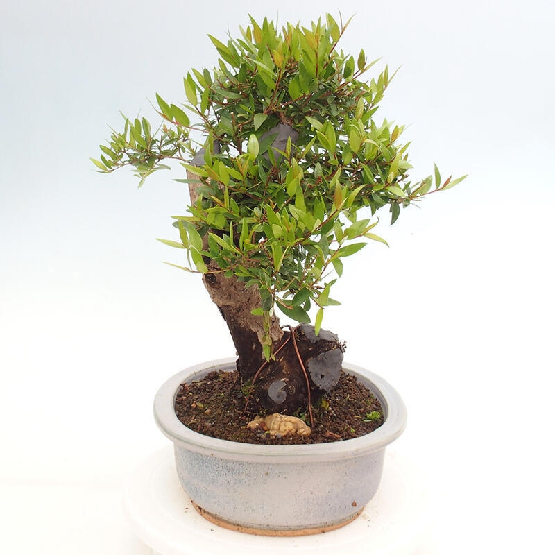 Kamerbonsai - Myrtus communis - Mirte
