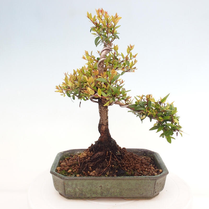 Kamerbonsai - Myrtus communis - Mirte
