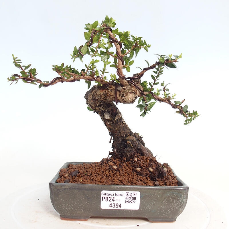 Kamerbonsai - Myrtus communis - Mirte