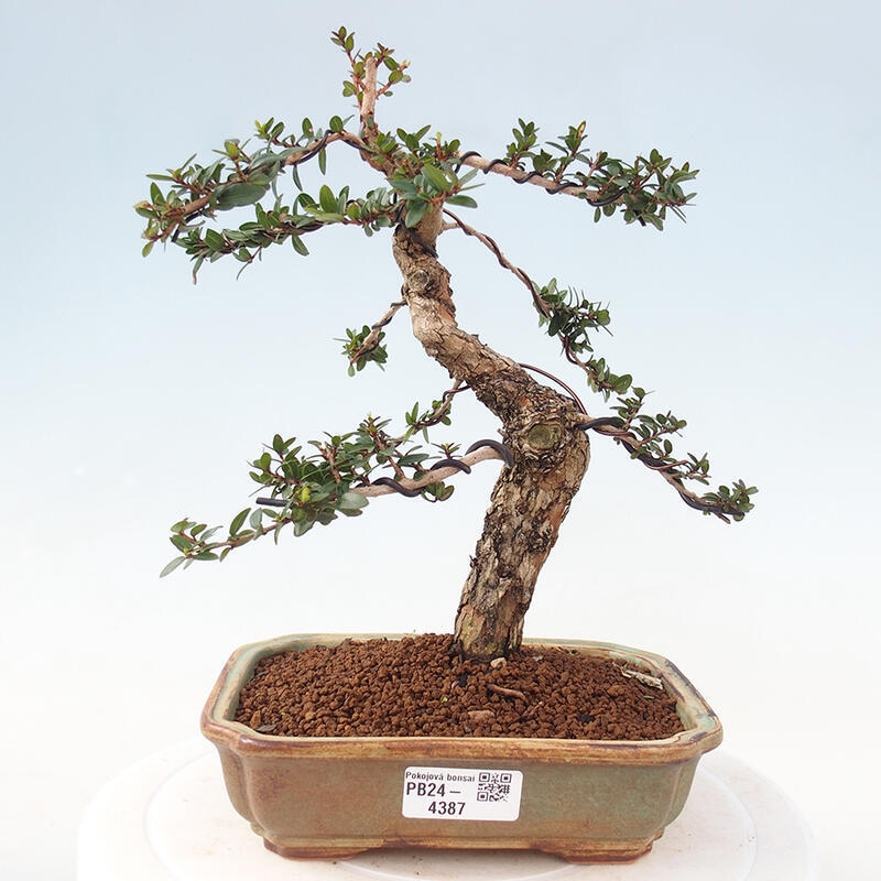 Kamerbonsai - Myrtus communis - Mirte