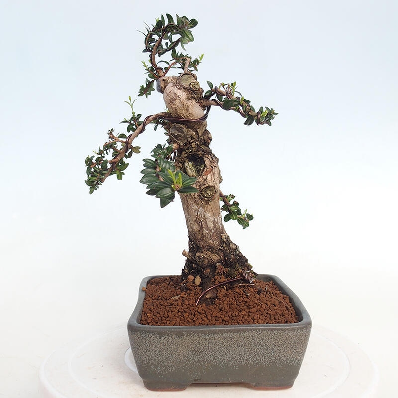 Kamerbonsai - Myrtus communis - Mirte