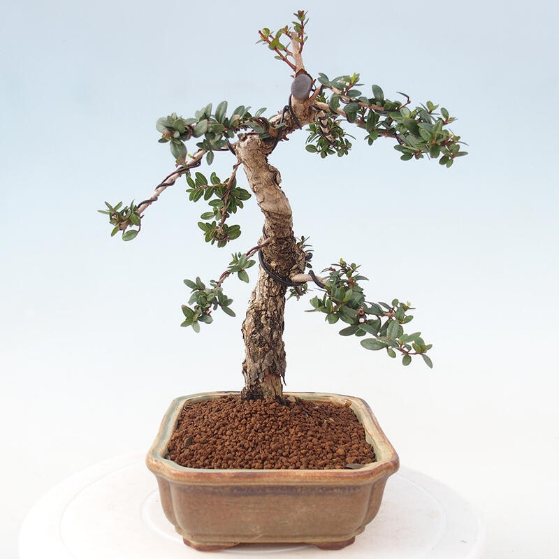 Kamerbonsai - Myrtus communis - Mirte